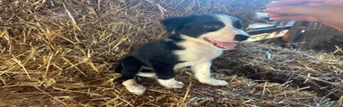 Border Collie 1