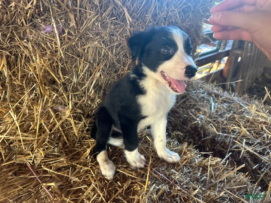 Border Collie dogs for sale: Border Collie 1 - Ad 1