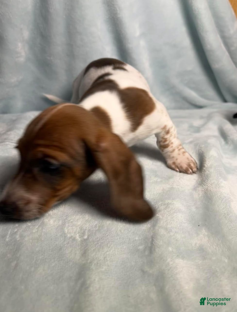 Dachshund dogs for sale: Spots - Ad 3