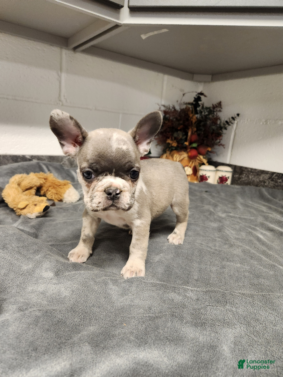 French Bulldog dogs Aspen - Ad 1