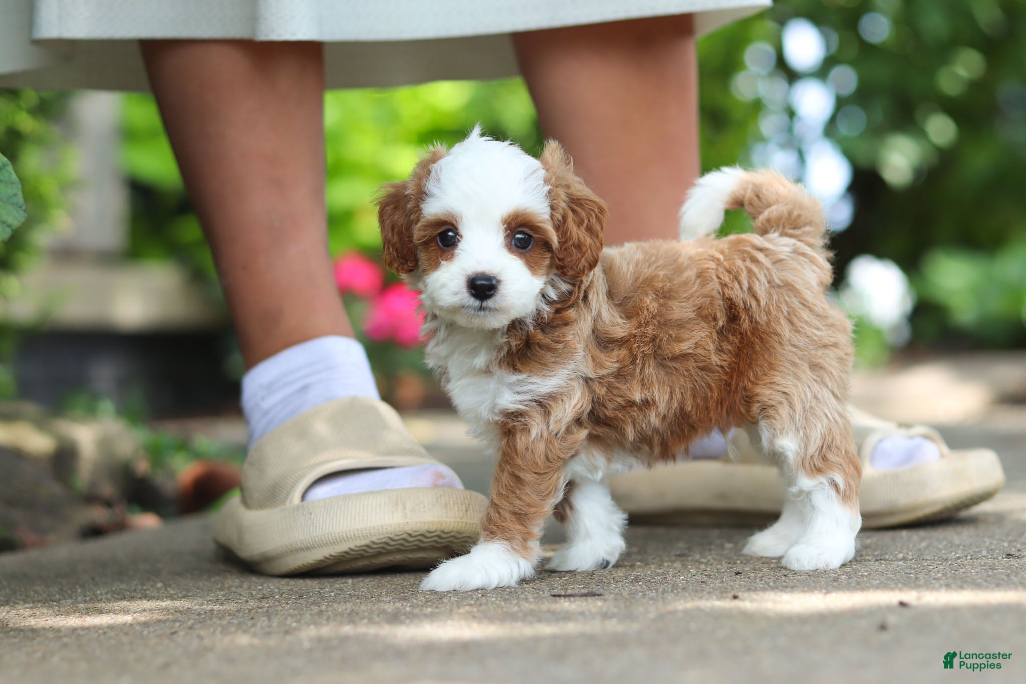 Cavapoo dogs Mr Bentley - Ad 2