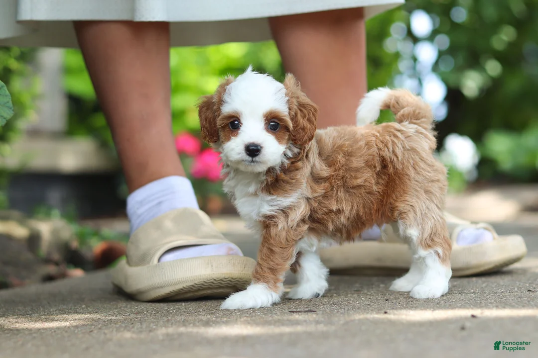 Cavapoo dogs for sale: Mr Bentley - Ad 2