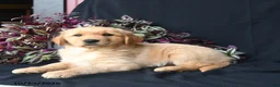 Golden Retriever dogs for sale: Butternut  - Ad 3