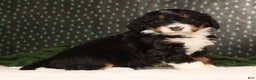 Mini Bernedoodle dogs for sale: Jasper - Ad 2