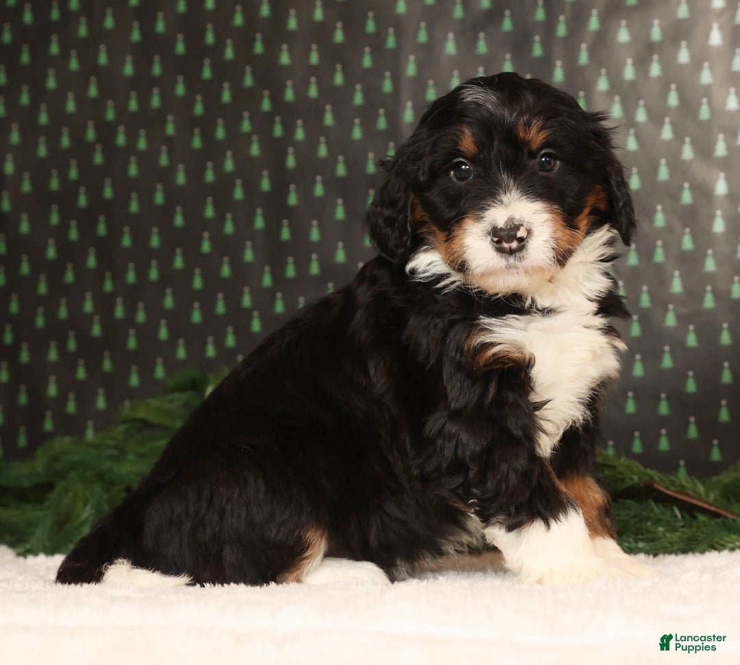 Mini Bernedoodle dogs for sale: Jasper - Ad 2