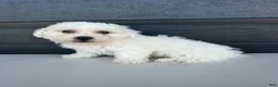 Bichon Frise dogs for sale: Buddy - Ad 3