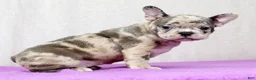 Frenchton dogs for sale: Melody - Ad 6