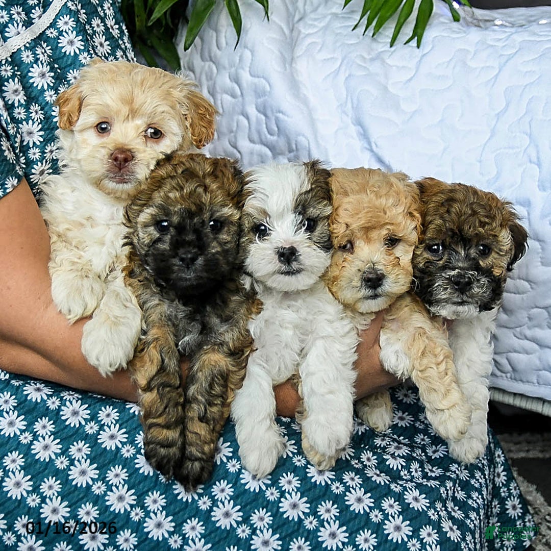 Mixed Breed dogs for sale: Creamer - Ad 5