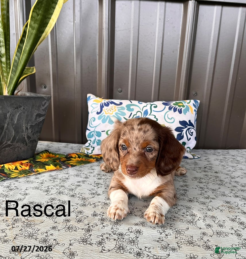 Miniature Dachshund dogs Rascal - Ad 1