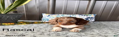 Rascal