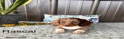 Miniature Dachshund dogs for sale: Rascal - Ad 1