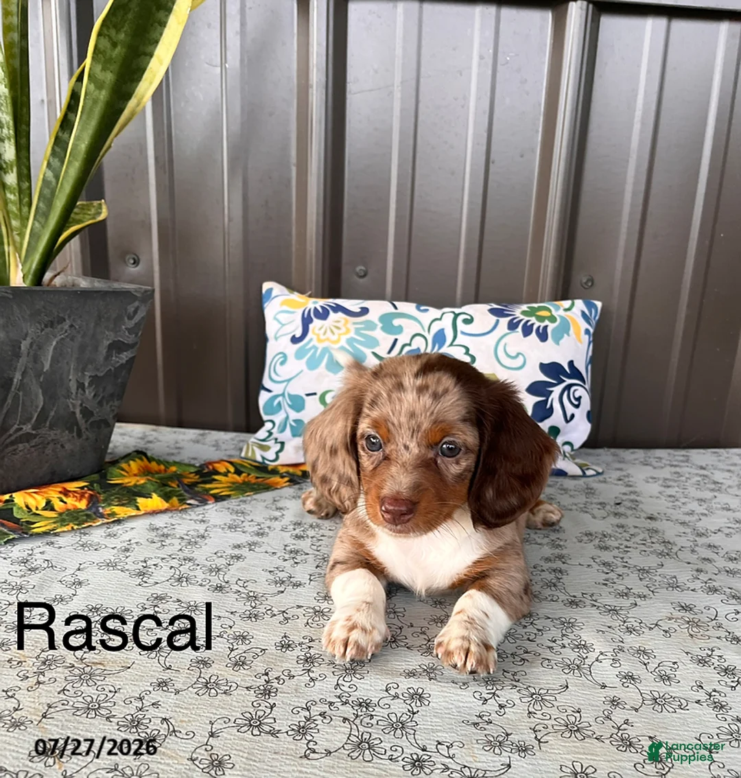 Miniature Dachshund dogs for sale: Rascal - Ad 1