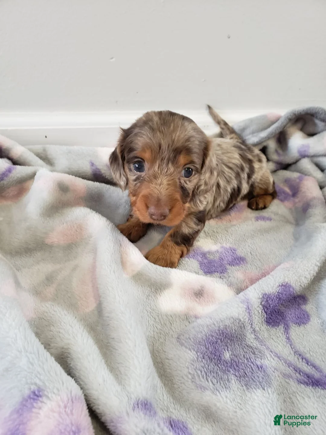 Miniature Dachshund dogs for sale: Denver - Ad 1