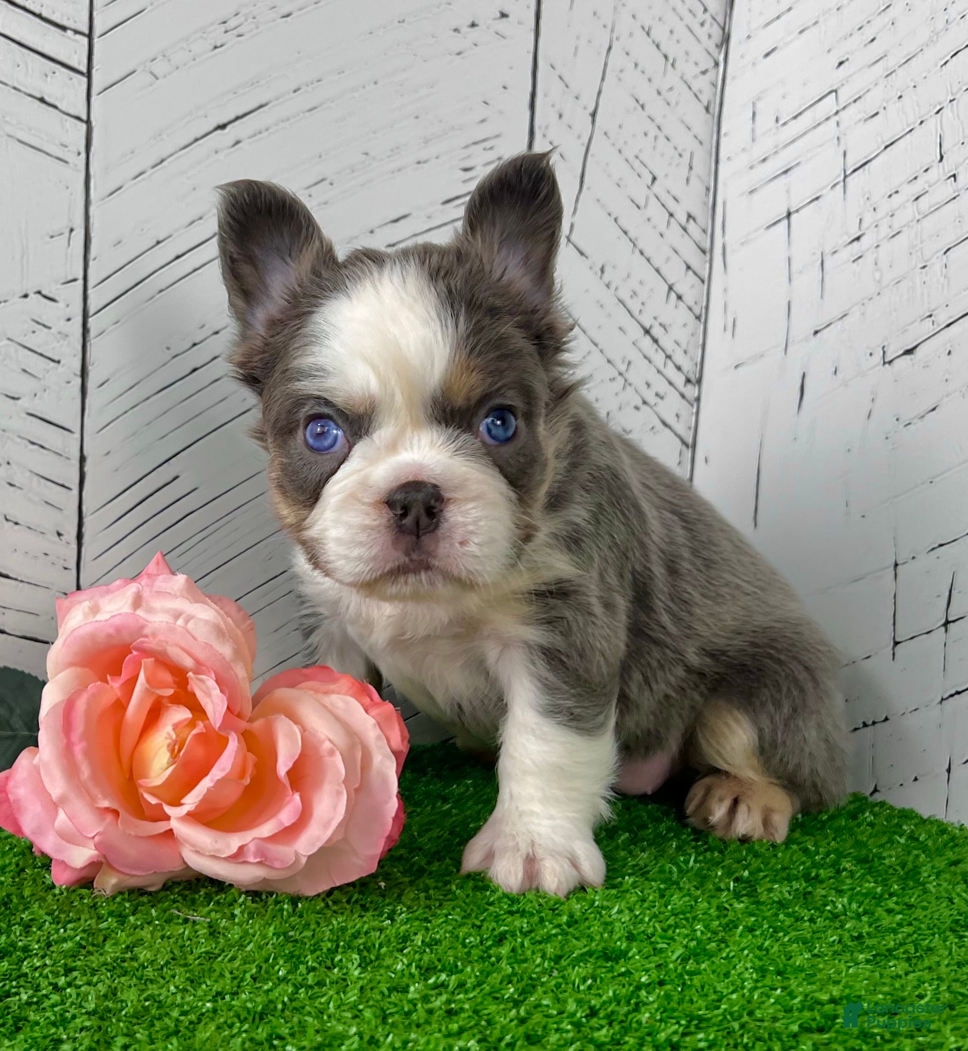 French Bulldog dogs Candi - Ad 1