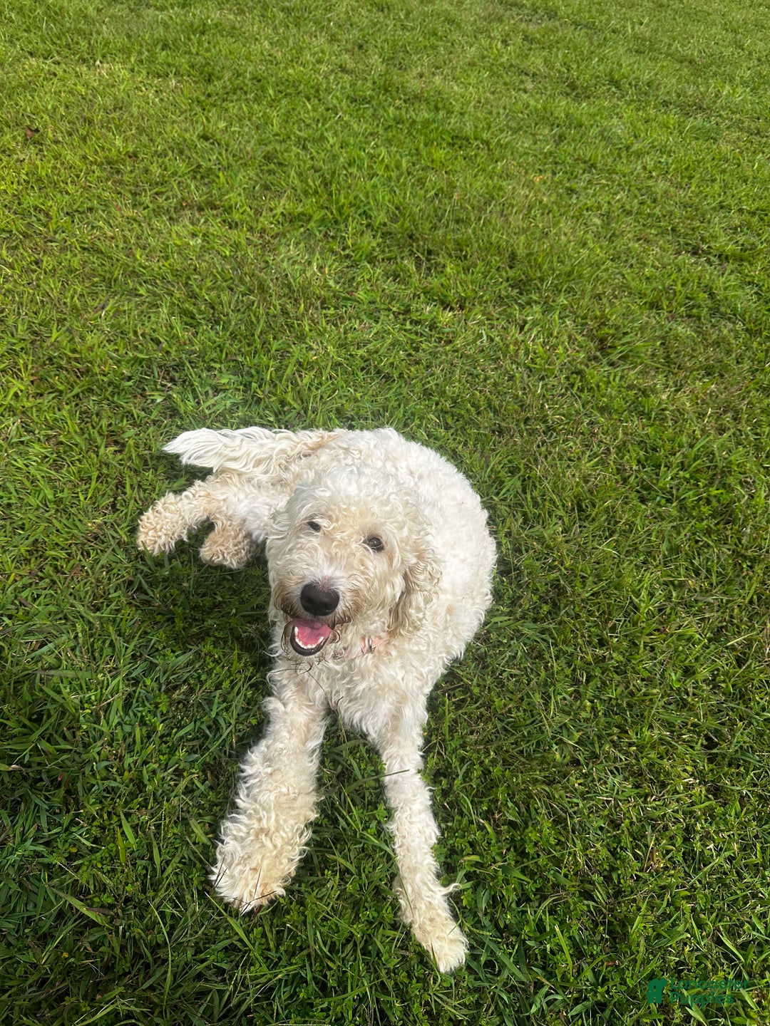 Goldendoodle dogs for sale: Goldendoodle Puppy 1 - Ad 2