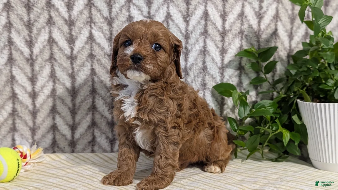 Cavapoo dogs for sale: Cody - Ad 2