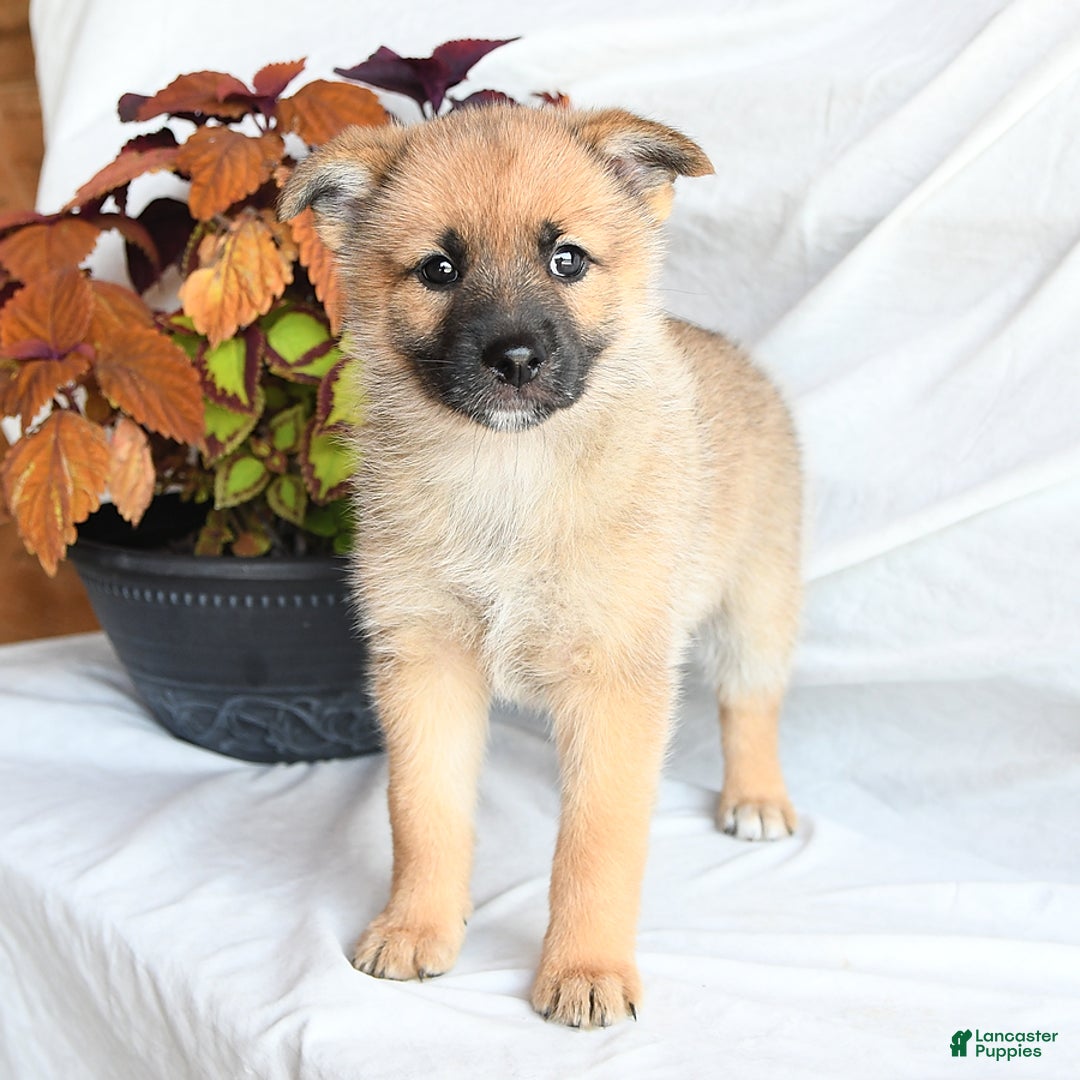 Mixed Breed dogs for sale: Tricky - Ad 10