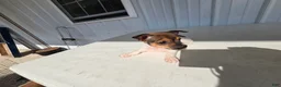 Chihuahua dogs for sale: Charlie - Ad 1