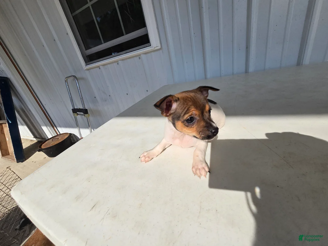 Chihuahua dogs for sale: Charlie - Ad 1