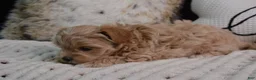 Maltipoo dogs for sale: Crystal - Ad 6