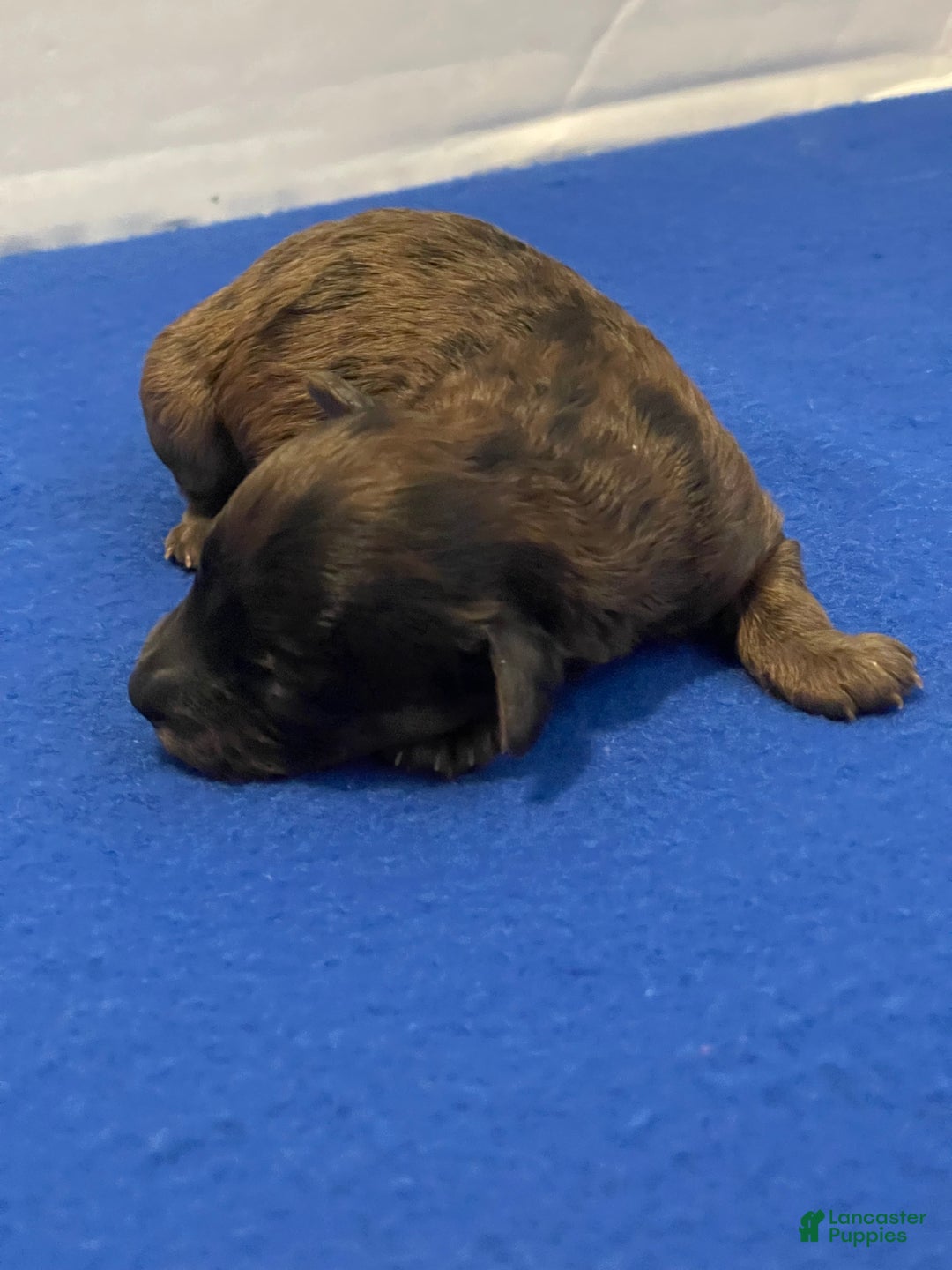 Toy Poodle dogs for sale: Toy Poodle Puppy 2 - Ad 2