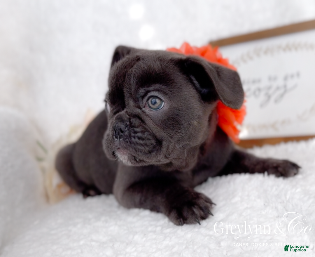 French Bulldog dogs for sale: Vixen Blue Fluffy Carrier - Ad 1