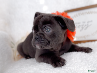 French Bulldog dogs Vixen Blue Fluffy Carrier - Ad 21