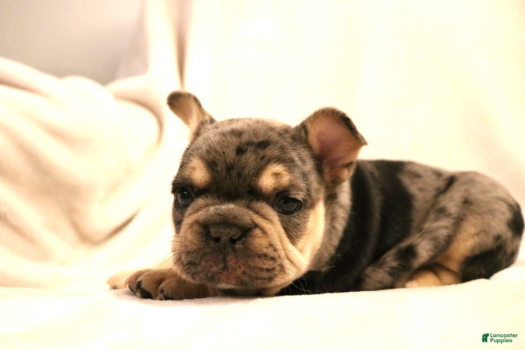 French Bulldog dogs for sale: Bear - Ad 3