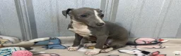 Italian Greyhound dogs for sale: Strawberry - Ad 4