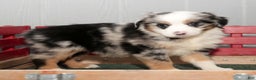 Miniature Australian Shepherd dogs for sale: Daisy - Ad 5