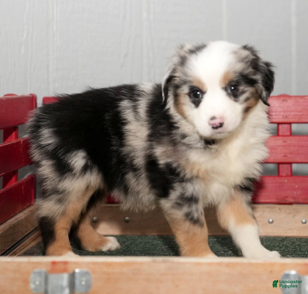 Miniature Australian Shepherd dogs for sale: Daisy - Ad 5