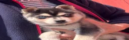 Alaskan Klee Kai dogs for sale: Alaskan Klee Kai Puppy 2 - Ad 2