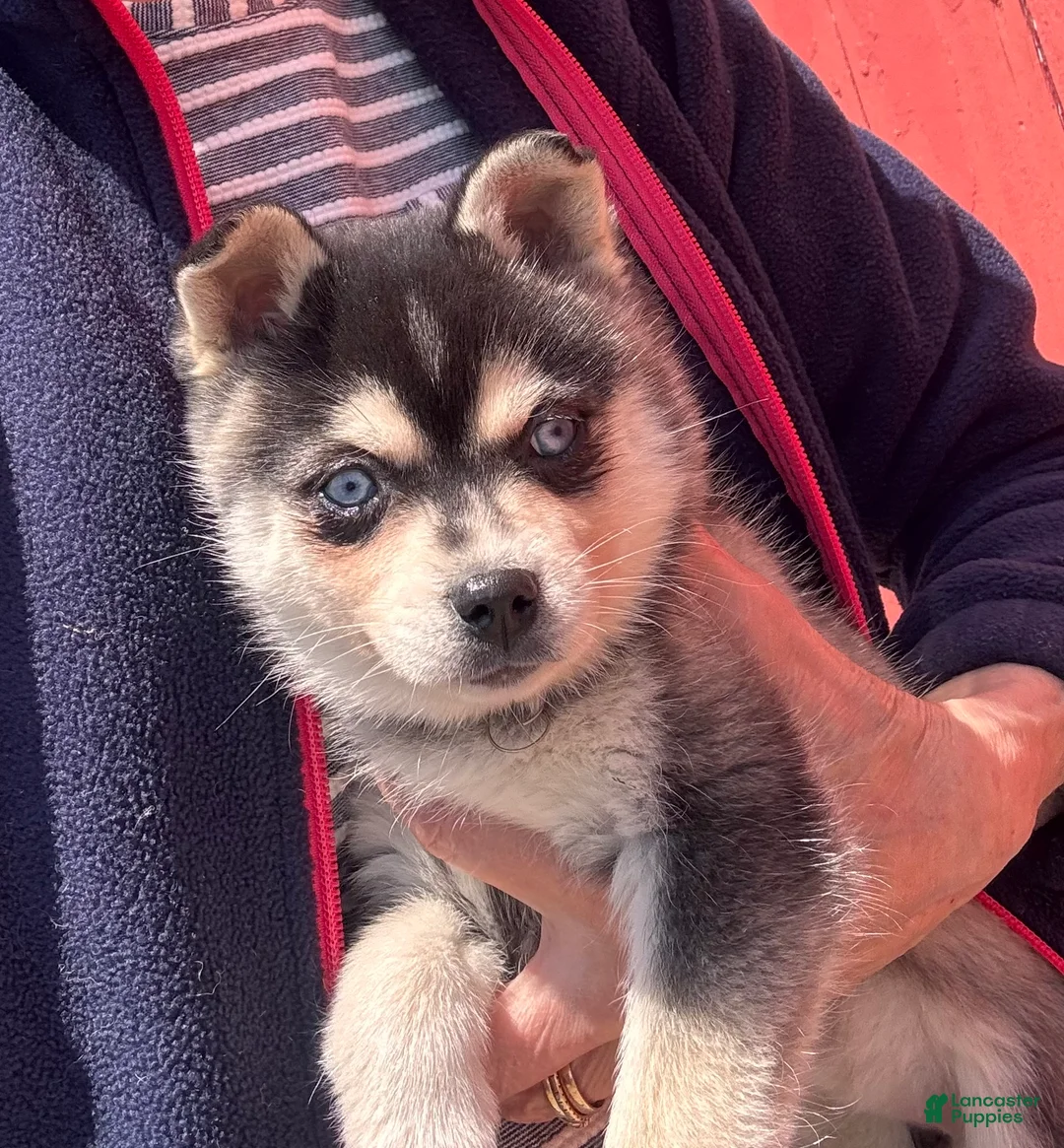 Alaskan Klee Kai dogs for sale: Alaskan Klee Kai Puppy 2 - Ad 2