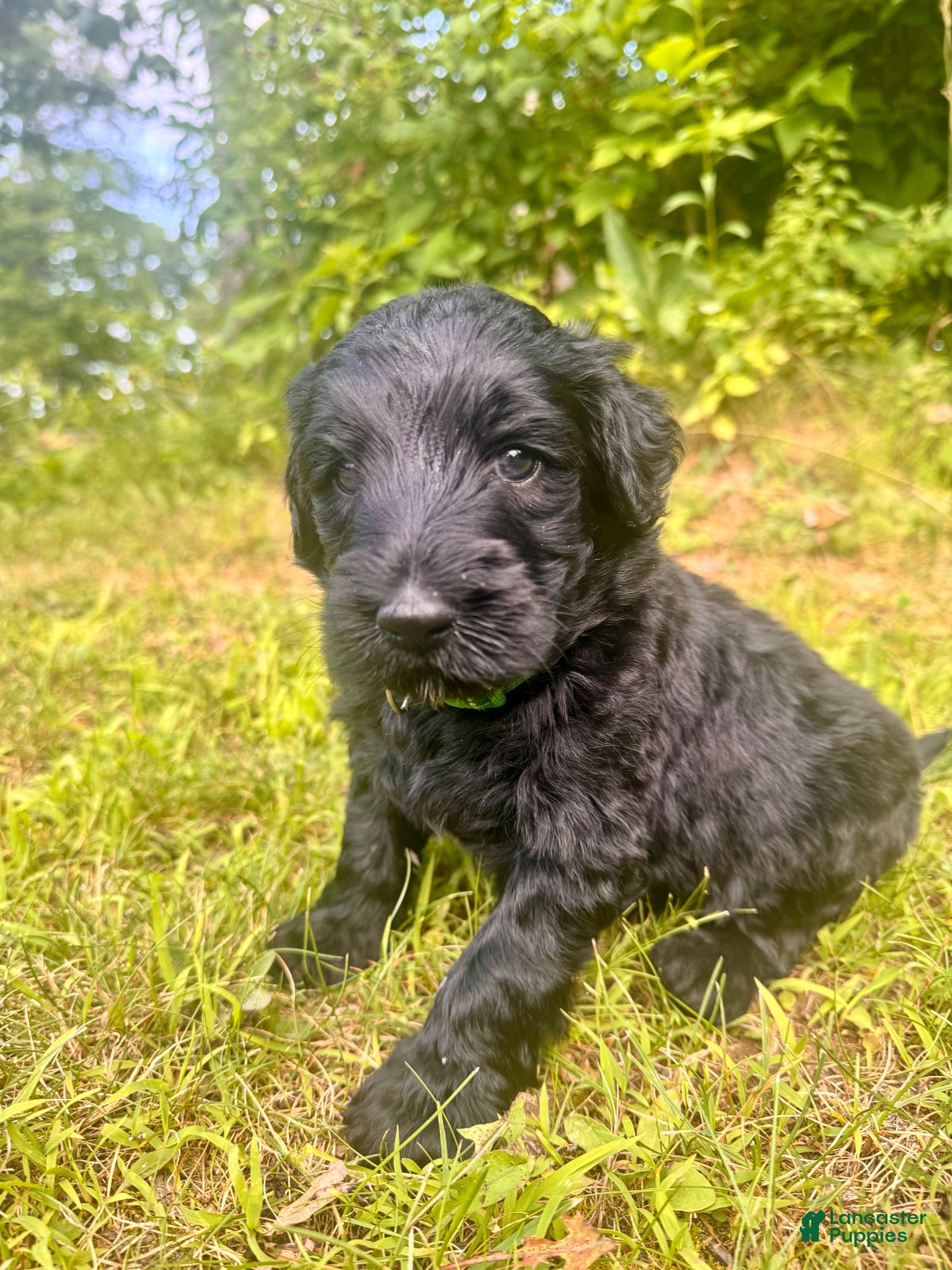 Goldendoodle dogs River Forest Clover  - Ad 2