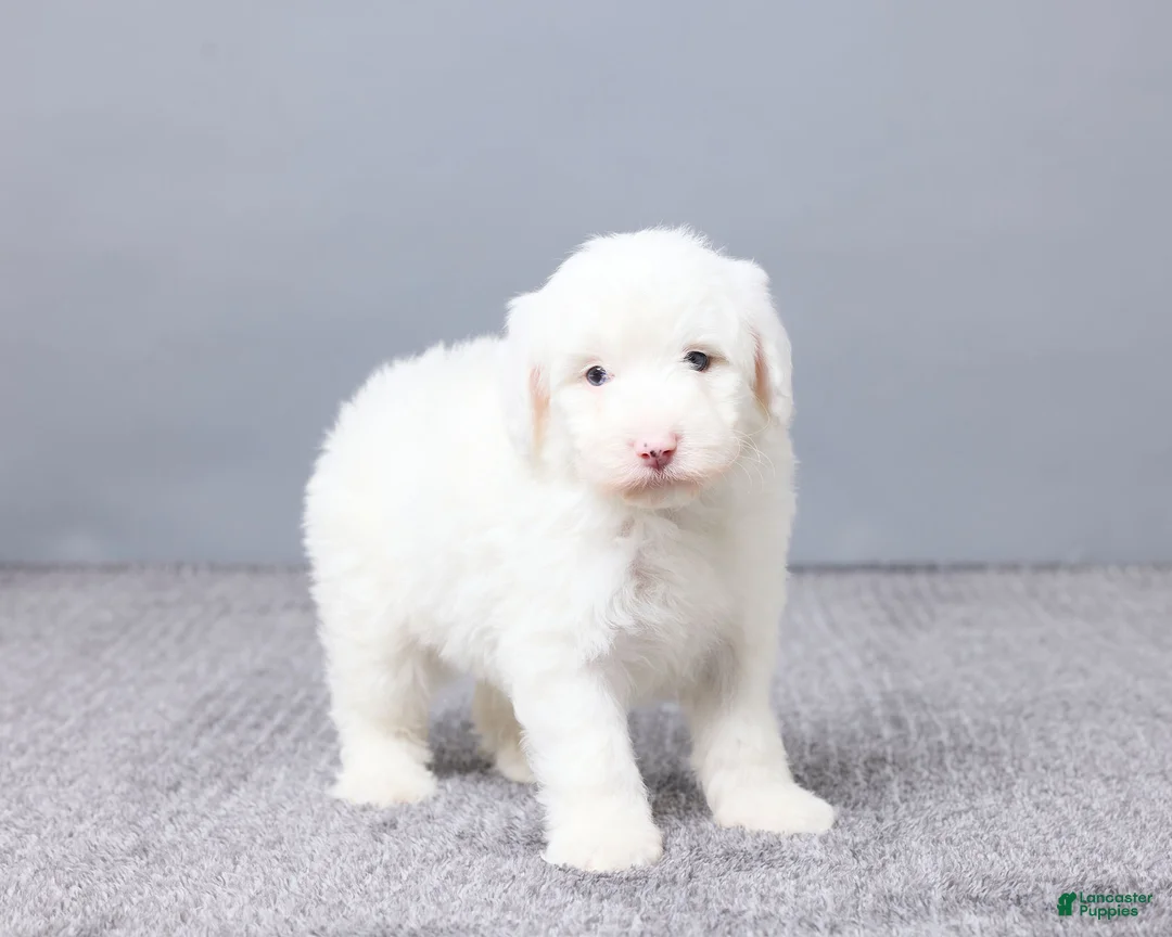 Sheepadoodle dogs for sale: Addison - Ad 9