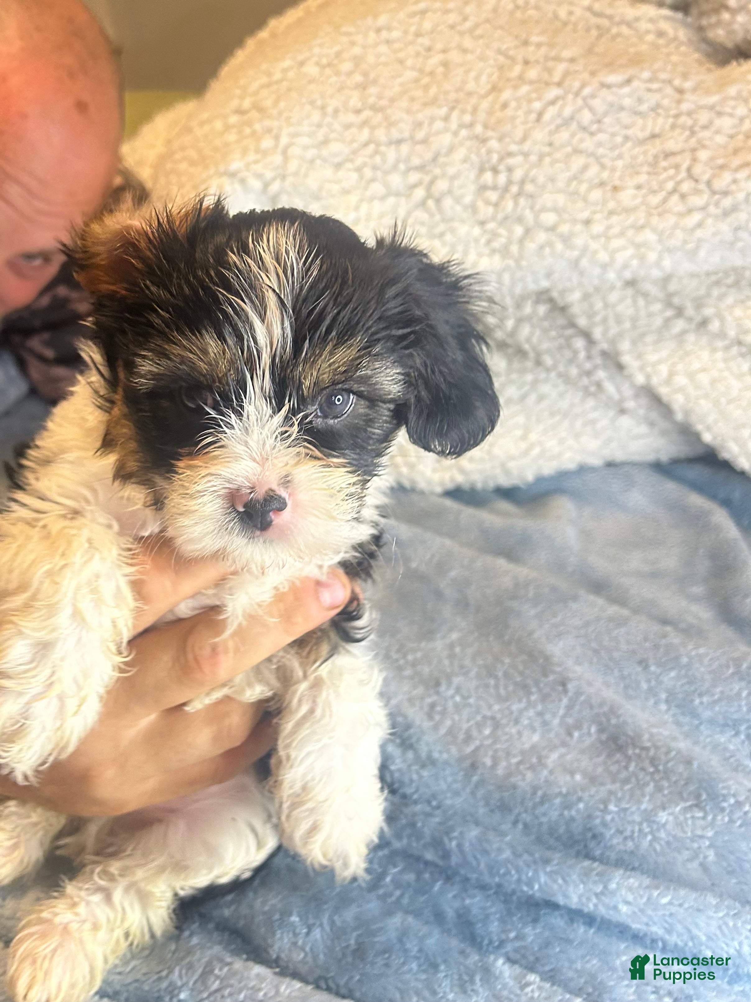 Teddy Bear dogs Rocky  - Ad 26