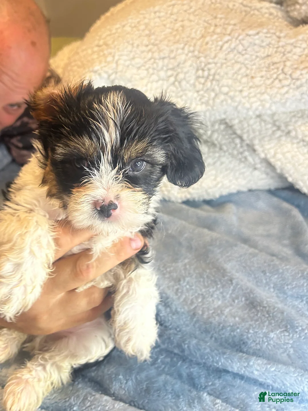 Teddy Bear dogs for sale: Rocky  - Ad 1