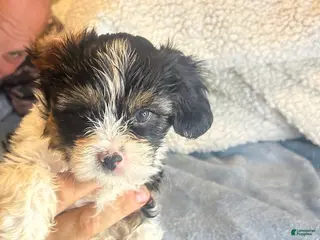 Teddy Bear dogs Rocky - Ad 26