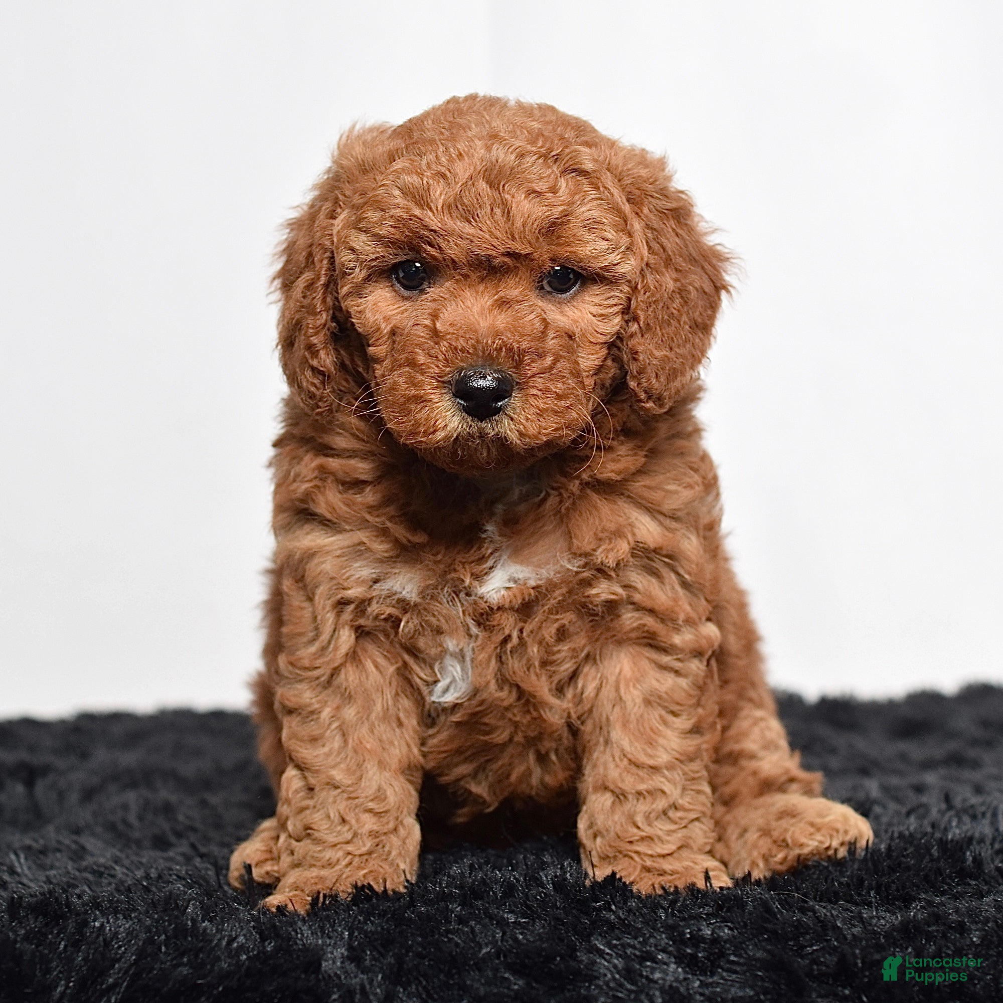 Mini Goldendoodle dogs  Missy - Ad 2