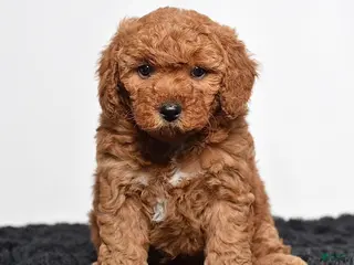 Mini Goldendoodle dogs for sale: Missy - Ad 4