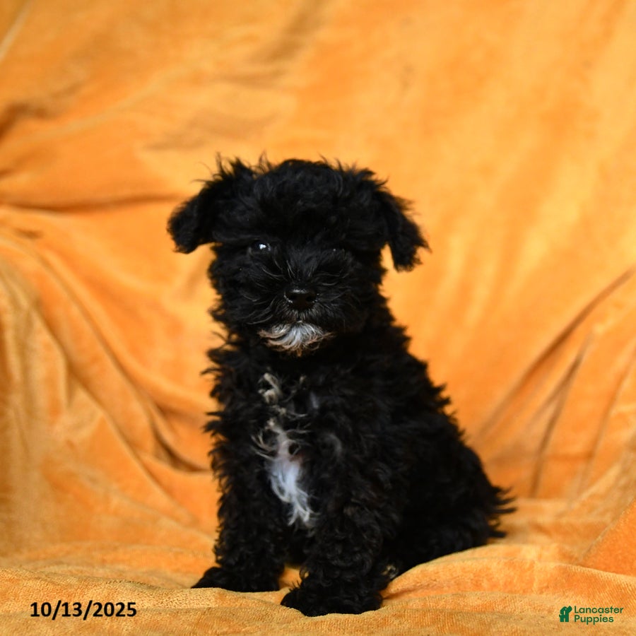 Giant Schnauzer Poodle Mix Blue Mountain Schnoodles Schnoodle