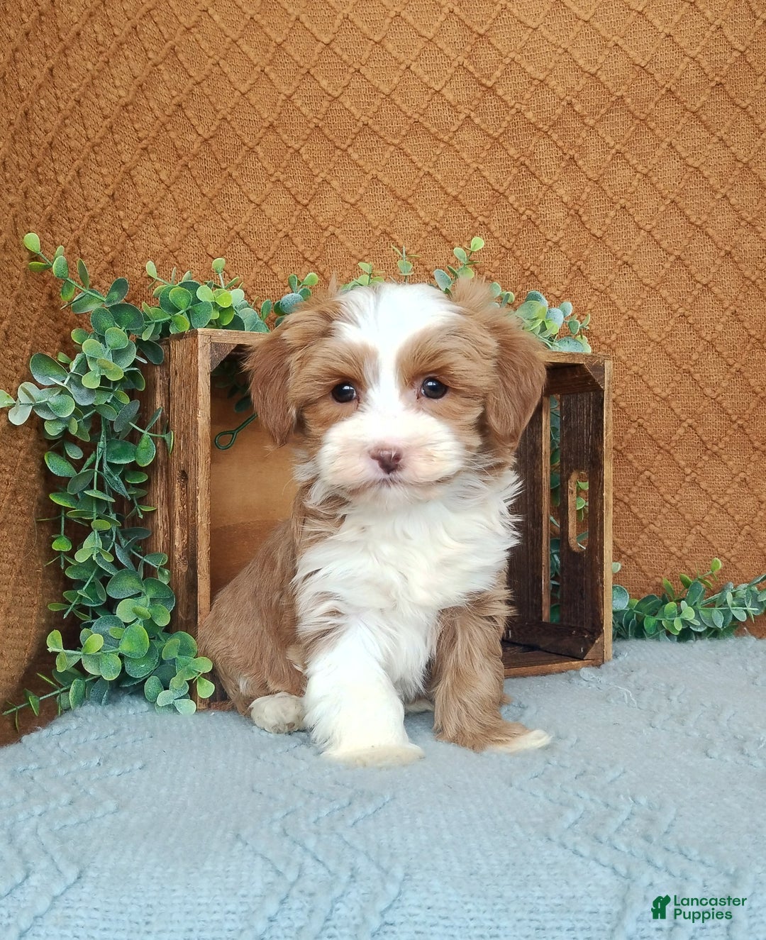 Havanese dogs for sale: Hannah  - Ad 1