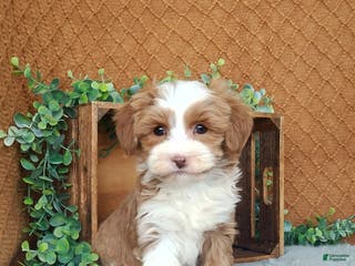 Havanese dogs Hannah - Ad 11