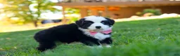 Miniature Australian Shepherd dogs for sale: Ricochet - Ad 4