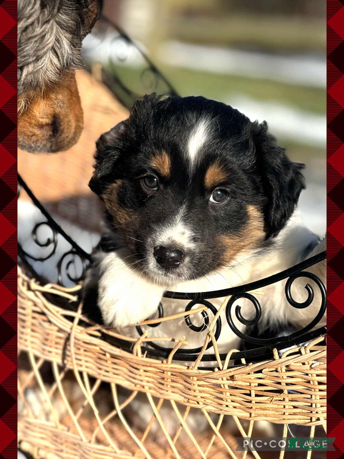 Miniature Australian Shepherd dogs Dasher - Ad 32