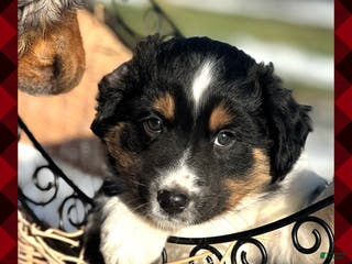 Miniature Australian Shepherd dogs Dasher - Ad 1