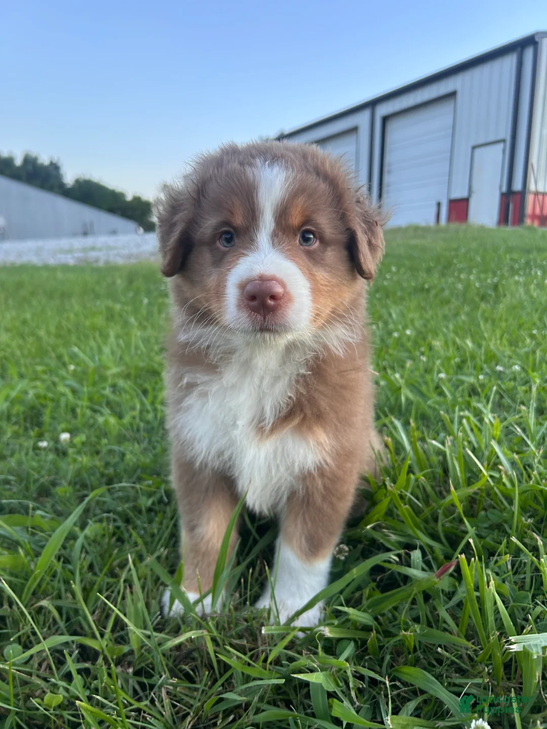 Australian Shepherd dogs for sale: “Riggs” Red Tri Male  - Ad 2
