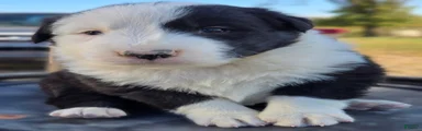 Border Collie 5 Catrina