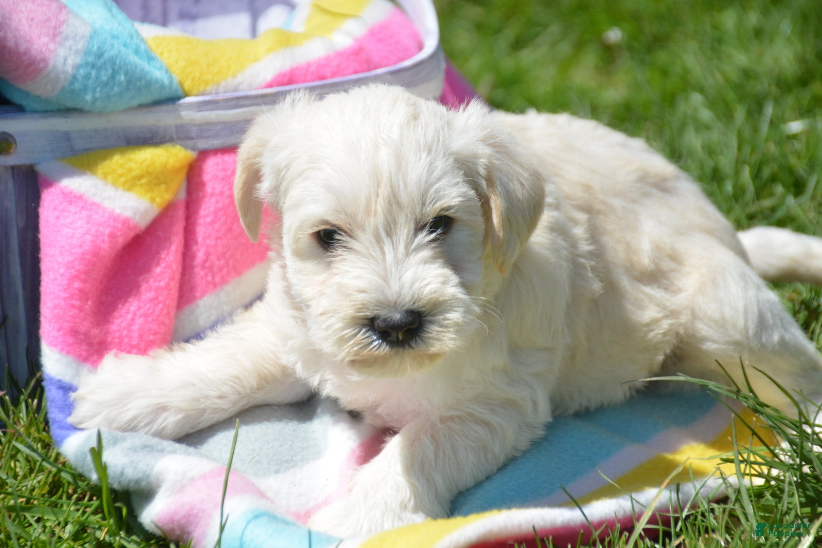 Miniature Schnauzer dogs Miniature Schnauzer Mollie - Ad 20