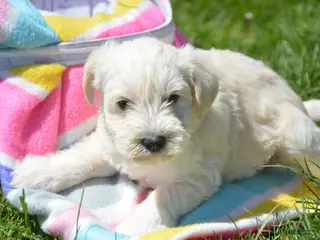 Miniature Schnauzer dogs Miniature Schnauzer Mollie - Ad 20